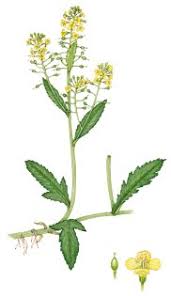 Attēlu rezultāti vaicājumam “Rorippa amphibia fruit”