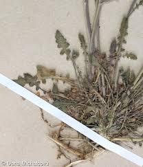 Attēlu rezultāti vaicājumam “Cardaminopsis arenosa leaf”