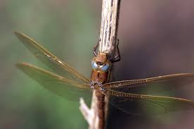 Attēlu rezultāti vaicājumam “Aeshna grandis”