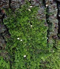 Attēlu rezultāti vaicājumam “Amaurochaete atra young”