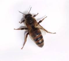 Attēlu rezultāti vaicājumam “Apis mellifera”