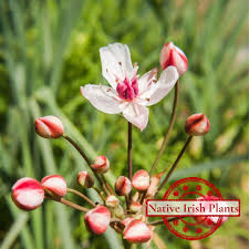 Attēlu rezultāti vaicājumam “Butomus umbellatus fruit”