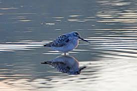 Image result for Calidris himantopus