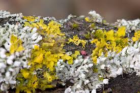 Attēlu rezultāti vaicājumam “Illosporiopsis christiansenii”