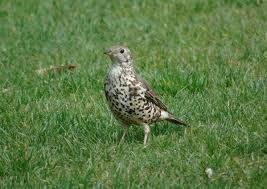 Attēlu rezultāti vaicājumam “Turdus viscivorus juvenile”