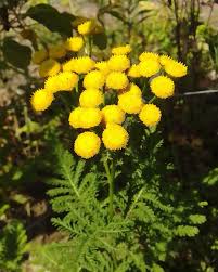 Image result for Tanacetum vulgare
