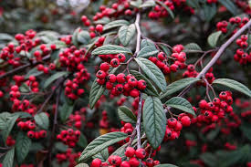 Attēlu rezultāti vaicājumam “Cotoneaster multiflorus fruit”