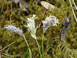 Attēlu rezultāti vaicājumam “Sesleria caerulea leaf”