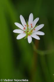 Attēlu rezultāti vaicājumam “Stellaria palustris leaf”