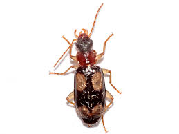 Attēlu rezultāti vaicājumam “Dromius quadrimaculatus”