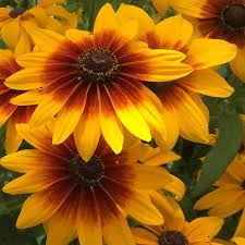 Image result for Rudbeckia