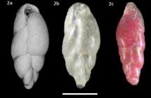 Attēlu rezultāti vaicājumam “Amaurochaete fusiformis”