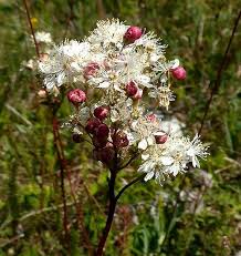 Attēlu rezultāti vaicājumam “Filipendula vulgaris flower”