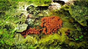 Attēlu rezultāti vaicājumam “Arcyria denudata young”