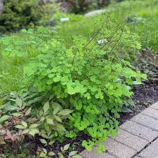 Attēlu rezultāti vaicājumam “Thalictrum”