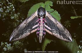 Attēlu rezultāti vaicājumam “Sphinx ligustri”