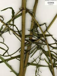 Attēlu rezultāti vaicājumam “Trichia ambigua stalked”