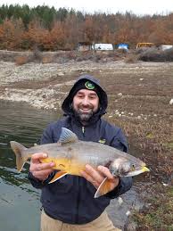 Image result for Salvelinus alpinus taranetzi