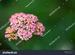 Attēlu rezultāti vaicājumam “Achillea salicifolia flower”
