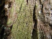 Attēlu rezultāti vaicājumam “Chaenotheca chrysocephala”