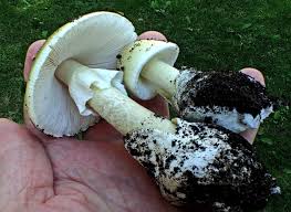 Attēlu rezultāti vaicājumam “Amanita phalloides”