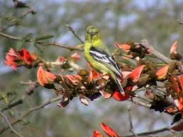 Attēlu rezultāti vaicājumam “Passeriformes”