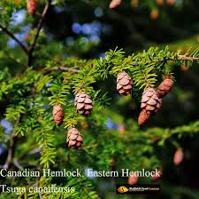 Attēlu rezultāti vaicājumam “Tsuga canadensis”