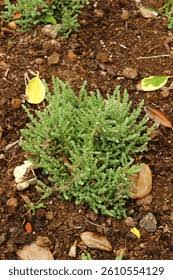 Attēlu rezultāti vaicājumam “Calluna vulgaris leaf”