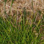 Attēlu rezultāti vaicājumam “Carex ericetorum”