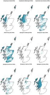 Attēlu rezultāti vaicājumam “Cephalozia loitlesbergeri”