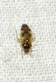 Attēlu rezultāti vaicājumam “Dryophilocoris flavoquadrimaculatus imago”