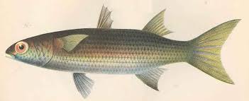 Image result for Mugil