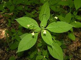 Attēlu rezultāti vaicājumam “Impatiens parviflora leaf”