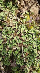 Attēlu rezultāti vaicājumam “Isothecium alopecuroides sporophyte”