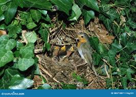 Attēlu rezultāti vaicājumam “Erithacus rubecula nest”