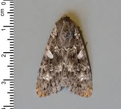 Attēlu rezultāti vaicājumam “Eurois occulta”