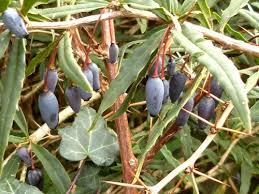 Attēlu rezultāti vaicājumam “Berberidaceae”
