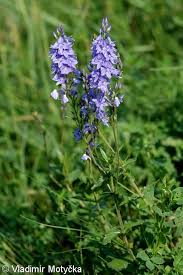 Attēlu rezultāti vaicājumam “Veronica austriaca subsp. teucrium leaf”