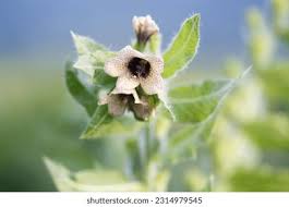 Attēlu rezultāti vaicājumam “Hyoscyamus niger flower”
