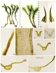 Attēlu rezultāti vaicājumam “Didymodon rigidulus sporophyte”