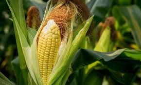 Image result for Mais