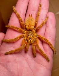 Attēlu rezultāti vaicājumam “Ptinus sp. female”