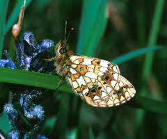 Attēlu rezultāti vaicājumam “Clossiana selene upperside”
