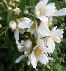 Attēlu rezultāti vaicājumam “Philadelphus lemoinei”