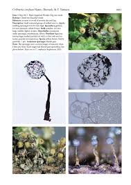 Attēlu rezultāti vaicājumam “Cribraria sp.”