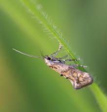 Attēlu rezultāti vaicājumam “Epermeniidae”