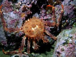 Image result for Lithodes maja
