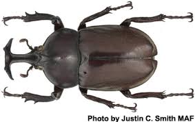 Attēlu rezultāti vaicājumam “Alloeotomus sp.”