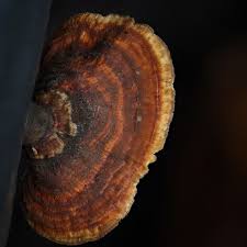 Attēlu rezultāti vaicājumam “Trametes ochracea”