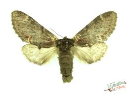 Attēlu rezultāti vaicājumam “Notodonta dromedarius”